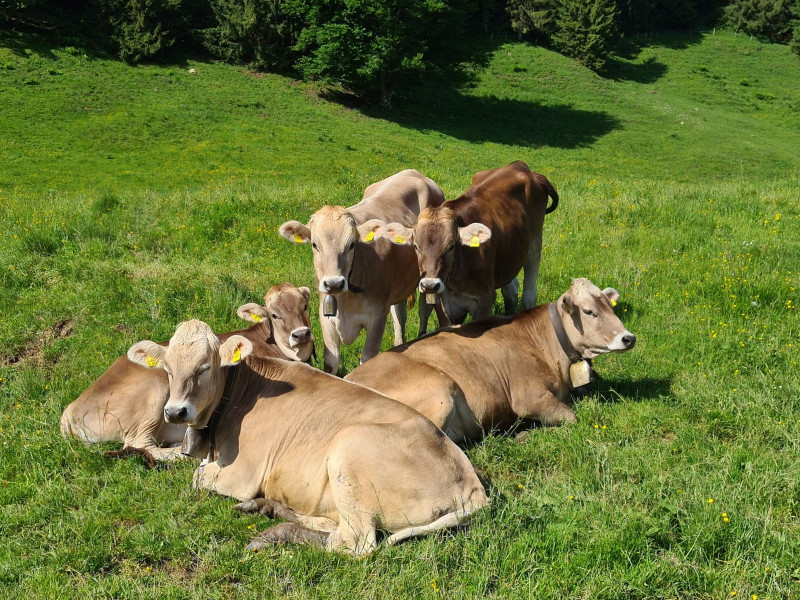 K&uuml;he liegen auf einer gr&uuml;nen Wiese