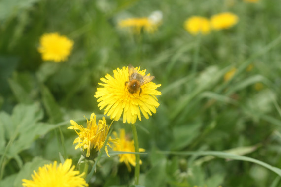eine grüne Wiese, im Vordergrund eine Löwenzahnblüte, auf der eine Biene sitzt